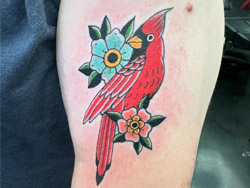 An American Traditional Cardinal and Flowers Tattoo performed on an arm by tattoo artist Travis Dale